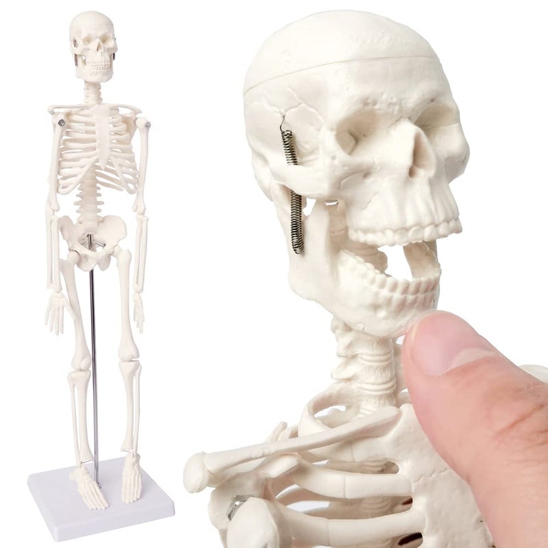 EVOTECH SCIENTIFIC Mini Human Skeleton Model for Anatomy, 17.7'' Full Body Human Skeleton Model with Movable Arms and Legs on Base for Medical Teaching Learning, Students Learning Education Tool - Image 1